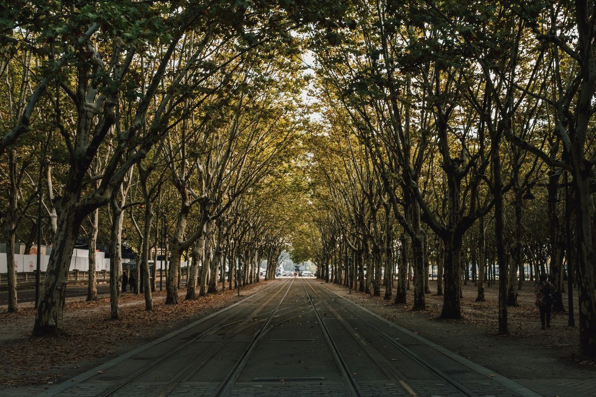 Grande allée ombragée par deux alignements de grands arbres