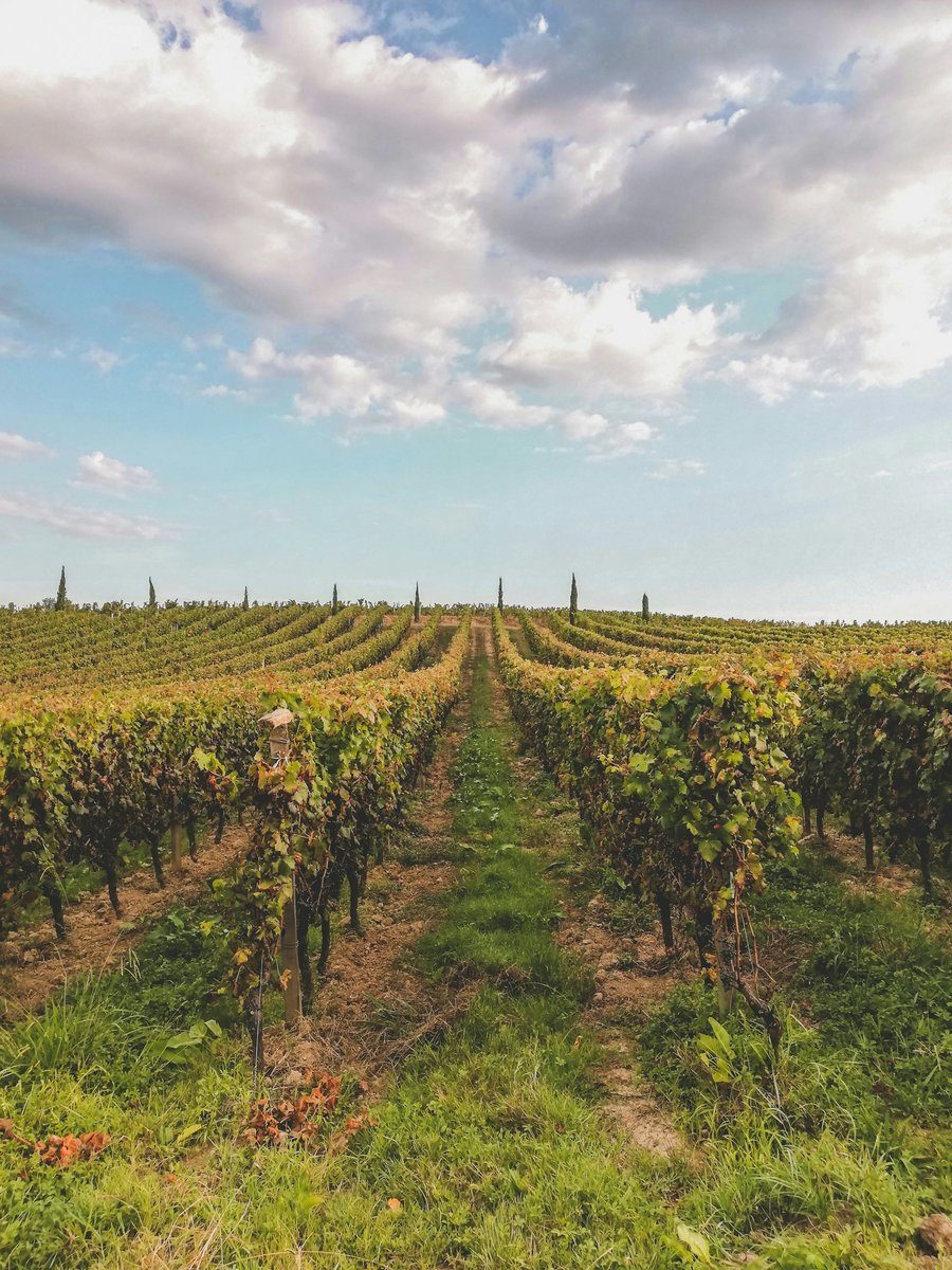Rangs de vigne alignés sur un coteau sous un ciel chargé de nuages gris