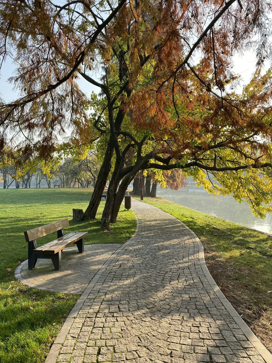 Allée pavée et banc sous un arbre aux couleurs d'automne dans un parc